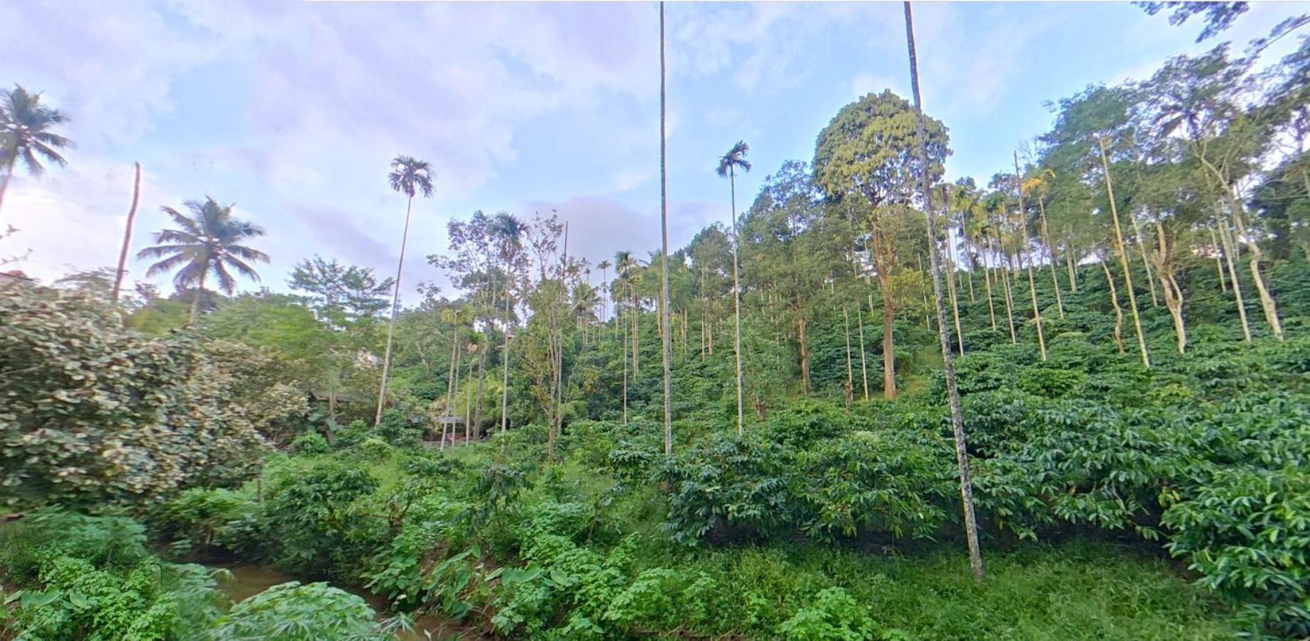 Wayanad Royal Stream Bed & Breakfast Калпата Екстериор снимка
